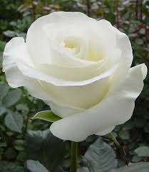 http://t2.gstatic.com/images?q=tbn:ANd9GcTk7YAUi9w3AbW1Q5KVKT6r9i437iFbj_nMIota2dEKflxLV4jyZg