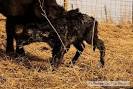 Cow Giving Birth To A Calf « Window On The Prairie
