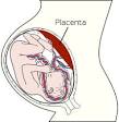 <b>Placenta</b>