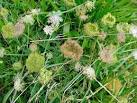 An interesting plant, not only as the ancestor of the cultivated carrot but - via Daymix