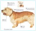 Glen of Imaal Terrier Pictures, Information, Care Requirements and ...