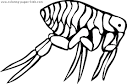 Flea coloring page