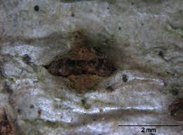 Image result for Phomopsis delogneana