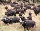 AHI: United States » The law of the observant herd