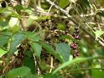 Unknown <b>vitaceae</b>.jpg