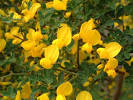 ginestra genista tinctoria - detail - - la cura delle piante e dei ...