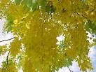 Sensational Collection of Tropical Flowering Tree Seeds