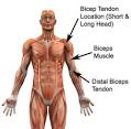 Bicep Tendonitis - Bicep Injury - PhysioAdvisor