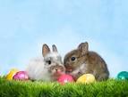 easter-bunny - Twiniversity