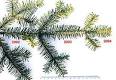 Evergreen - Wikipedia, the free encyclopedia