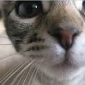 Happy Living - The Cat Care Issue-Feline Friends