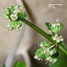 Flowering Plant Families, UH Botany