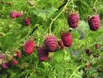 Framboisier : planter et tailler des framboisiers