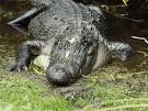 American Alligators, American Alligator Pictures, American ...