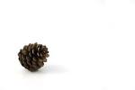 pine cone on white background - via Daymix