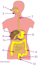 Digestion Is » Help Digestion