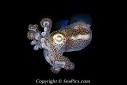 Cephalopods- Hawaiian Bobtail Squid | Developmental Biology ...