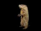 Updated February 1, 2012. Now in its 126th year, the annual Groundhog Day