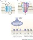 Figure 1 : GABA: A: receptor trafficking and its role in the ...
