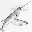 CMS: Monodon monoceros, NARWHAL