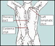 Understanding the Lymphatic System