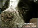 Dog Distemper | College of Agriculture and Natural Resources ...