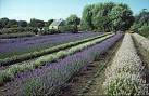 Lavender Fields at Norfolk - via Daymix