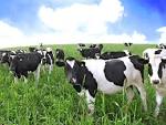 Bovine Viral Diarrhoea (BVD) | Mole Valley Farmers Blog