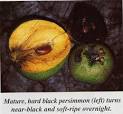 Casimiroa, Black Persimmon &amp; Mabolo - Know &amp; Enjoy Tropical Fruit ...