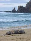 Deceased Dalmore Dolphin. Dead pinniped on the sands at Bagh Dhail Mhor, - via Daymix