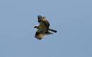 canada (0) , nature (0) , birds (0) , princeedwardisland (0) - via Daymix