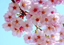 mimisblog77
