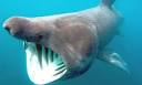 Sharks and rays off UK shores critically endangered and facing ...