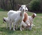 Goat Animal Wildlife
