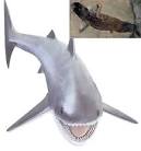 Cladoselache . Requin de la Prehistoire