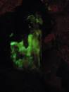 Foxfire: Bioluminescent Fungi