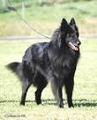 Belgian Shepherd Dogs - Belgian Shepherds - Belgian Sheepdogs ...