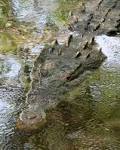 File:Crocodylus acutus mexico 01.jpg - Wikipedia, the free ...