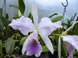 jenmanii coerulea Pedra Azul F2 Baby - blue cattleya - jenmanii_coerulea_Pedra_Azul_500