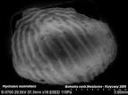BioLib - Hybodontiformes - Image - Ptychodus mammillaris