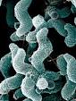 Campylobacter - Wikipedia, the free encyclopedia