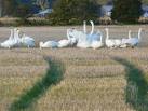 here on October 2, and by October 20 there were about 1000 in the area. - via Daymix