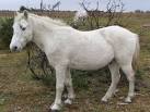 White pony at Turf Hill, - via Daymix