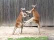 Red kangaroo - Wikipedia, the free encyclopedia