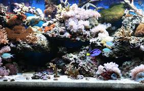 images?qtbnANd9GcTn8 Lb5t899kltx5d1UHUOJ8jWxiusLOvzYUeOLq8KuHZT2j8E