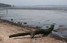 The tide races in across the flats very fast; it would be a pretty bad idea - via Daymix