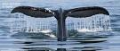 Vacation packages and cruises with American Express