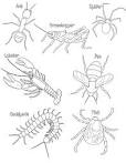 Arthopod Coloring