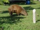 El Palmar National Park Pictures - Traveler Photos of El Palmar ...