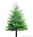 Royalty Free Stock Photos: Fir Tree